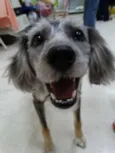 Milla