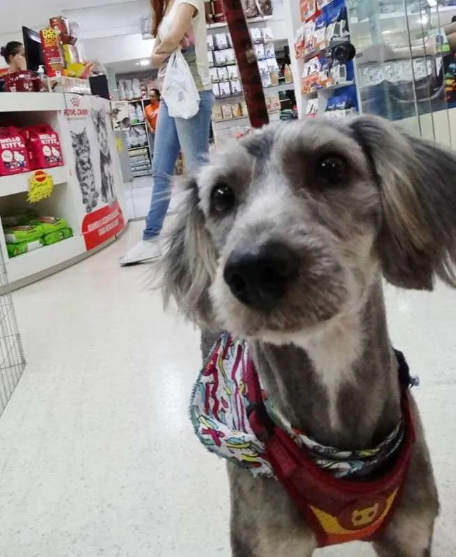 Cachorro ra a SRd idade 2 anos nome Milla