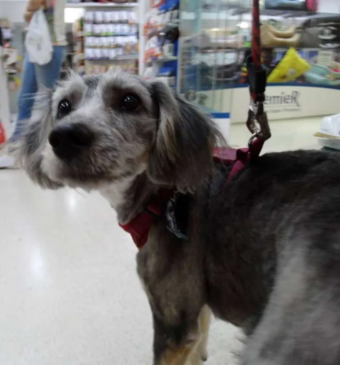 Cachorro ra a SRd idade 2 anos nome Milla
