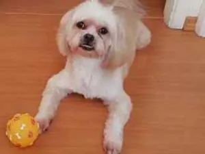 Cachorro raça Lhasa Apso idade 6 ou mais anos nome izi