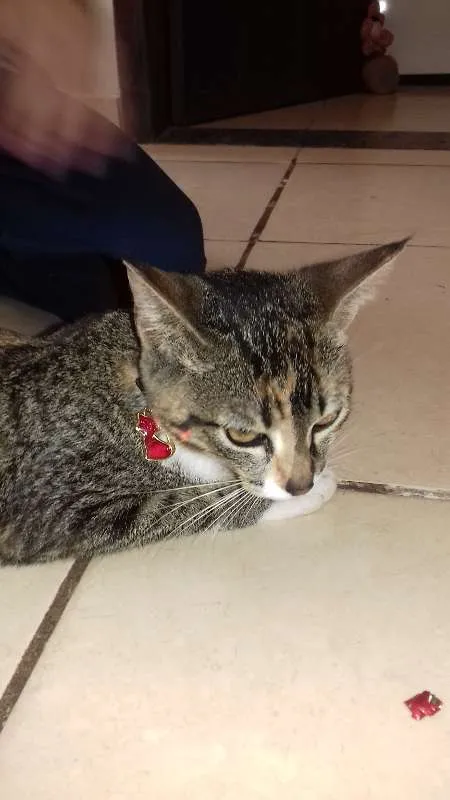Gato raça sem raça idade 2 a 6 meses nome Safira