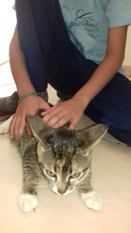 Gato raça sem raça idade 2 a 6 meses nome Safira