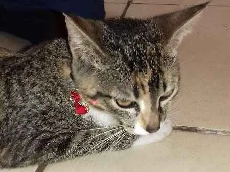 Gato raça sem raça idade 2 a 6 meses nome Safira