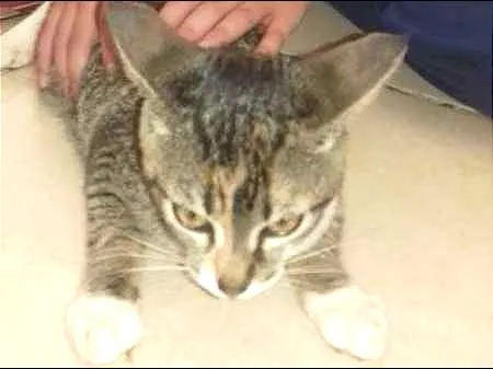 Gato raça sem raça idade 2 a 6 meses nome Safira