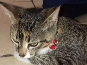 Gato raça sem raça idade 2 a 6 meses nome Safira