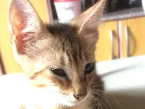 Gato raça Rajada idade 2 a 6 meses nome Pituca