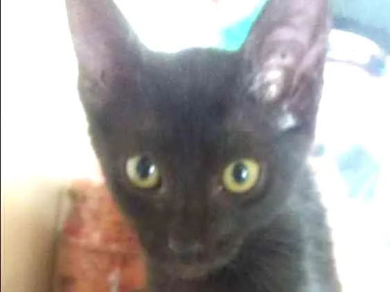 Gato ra a Não sei idade 2 a 6 meses nome Pretinha