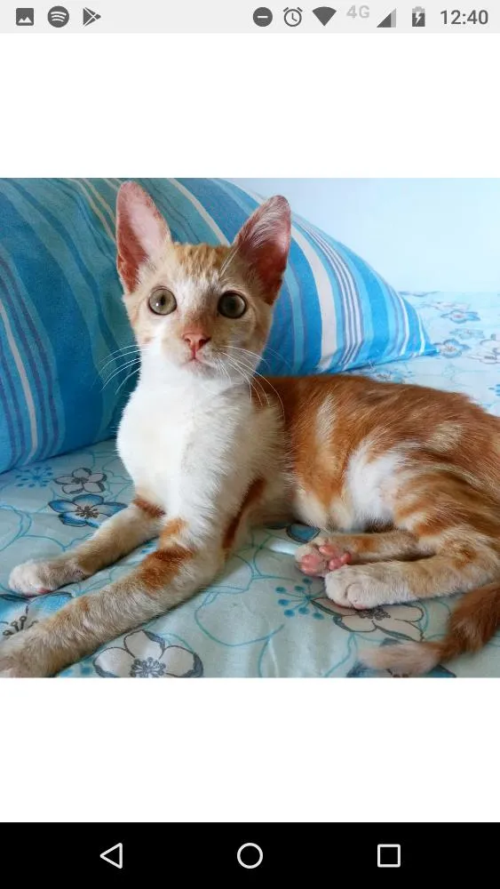 Gato ra a  idade 2 a 6 meses nome Paçoquinha