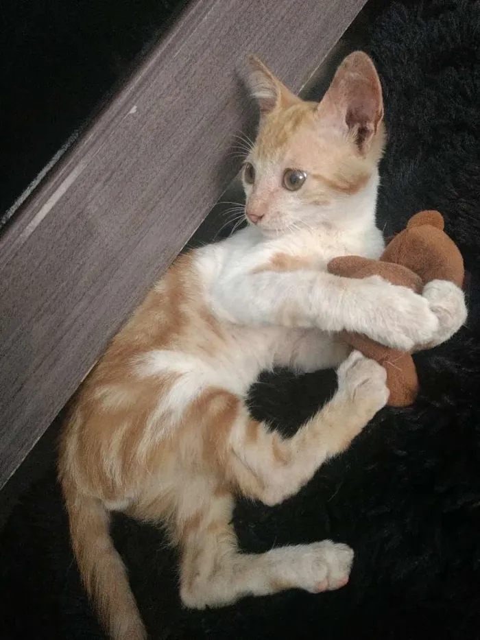 Gato ra a  idade 2 a 6 meses nome Paçoquinha