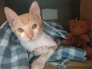 Gato raça  idade 2 a 6 meses nome Paçoquinha