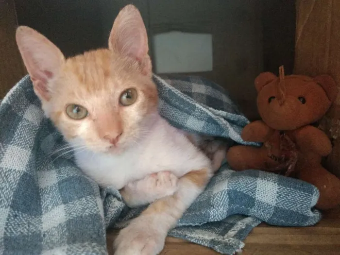 Gato ra a  idade 2 a 6 meses nome Paçoquinha