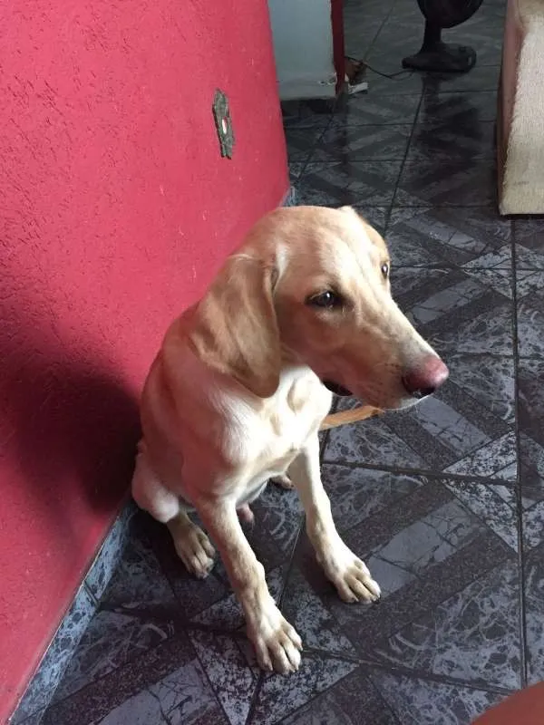 Cachorro ra a indefinida  idade 7 a 11 meses nome zeus