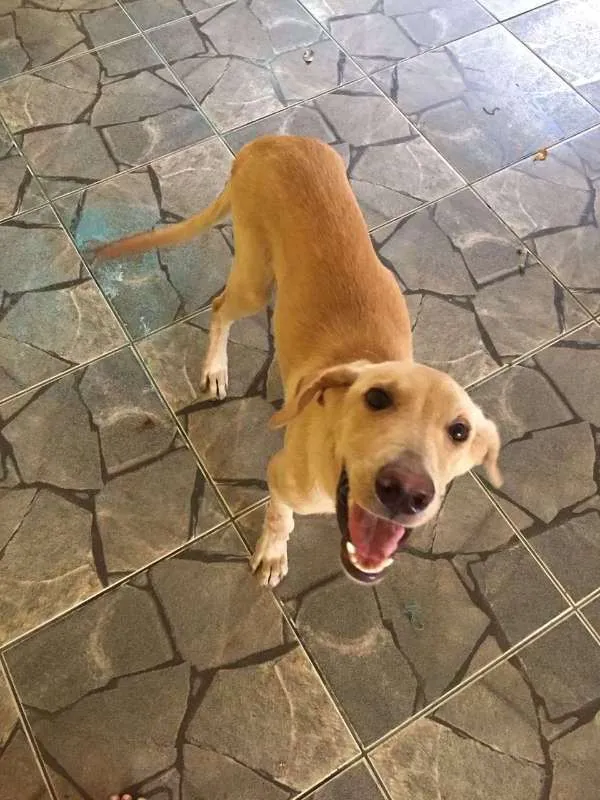 Cachorro ra a indefinida  idade 7 a 11 meses nome zeus