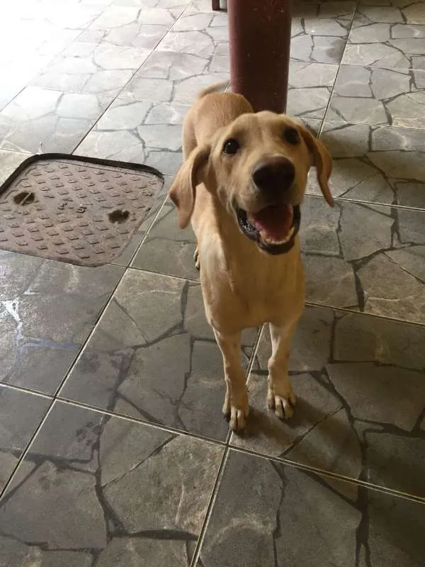 Cachorro ra a indefinida  idade 7 a 11 meses nome zeus