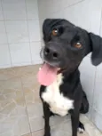 Cachorro raça SRD idade 2 anos nome Tida