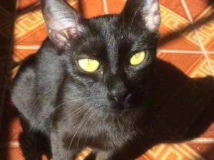 Gato raça  idade 1 ano nome Milla
