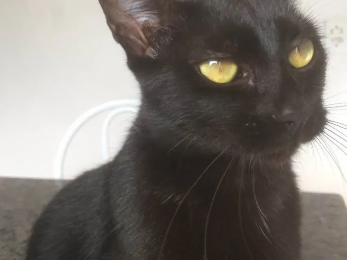 Gato raça  idade 1 ano nome Milla
