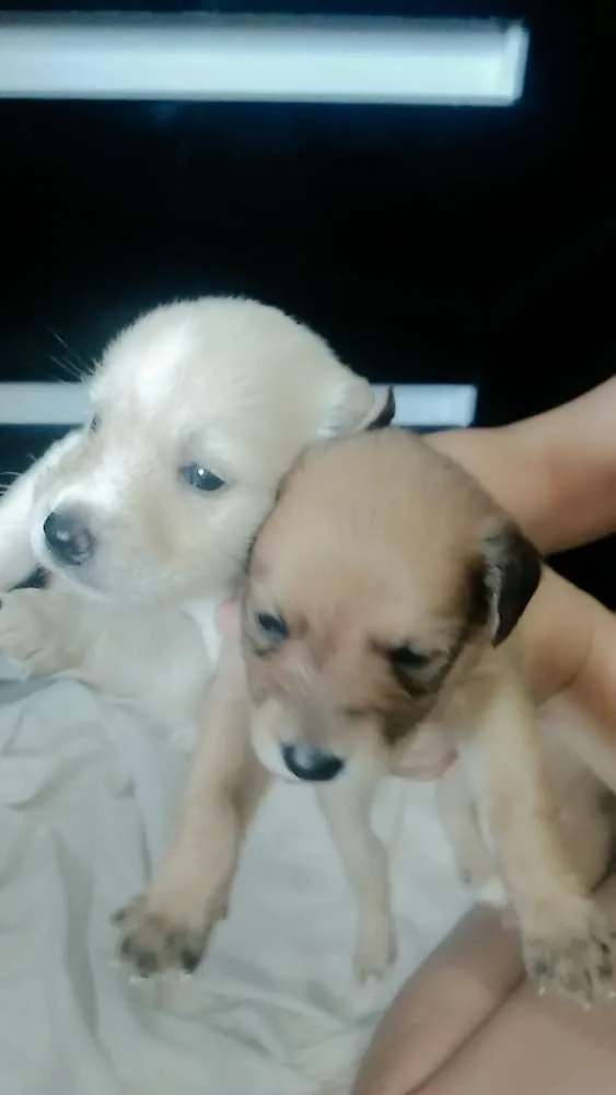 Cachorro raça Vira lata idade Abaixo de 2 meses nome Não tem nomes