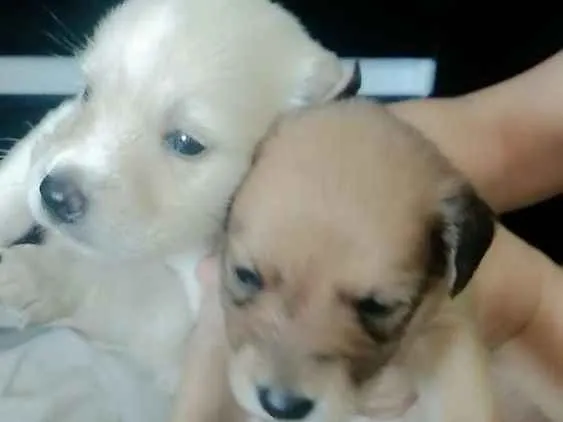 Cachorro raça Vira lata idade Abaixo de 2 meses nome Não tem nomes