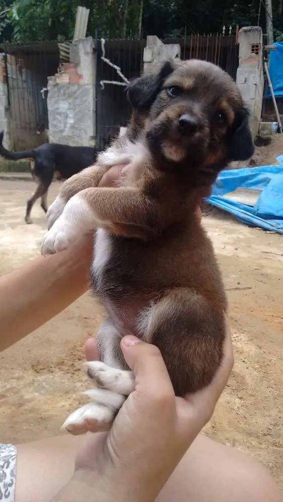 Cachorro ra a Mestiço  idade Abaixo de 2 meses nome Ainda não tem nome