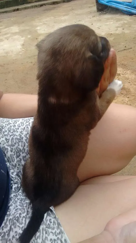 Cachorro ra a Mestiço  idade Abaixo de 2 meses nome Ainda não tem nome