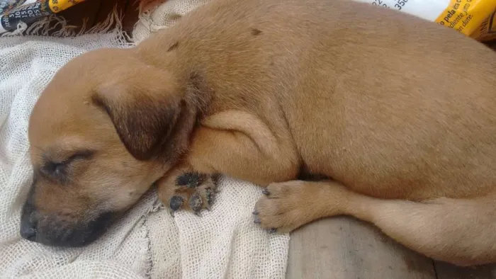 Cachorro ra a Mestiço  idade Abaixo de 2 meses nome Ainda não tem nome