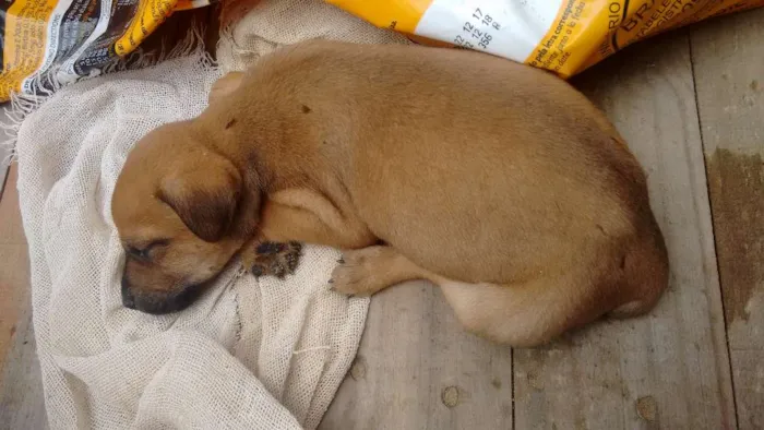 Cachorro ra a Mestiço  idade Abaixo de 2 meses nome Ainda não tem nome