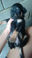 Ainda não tem nome