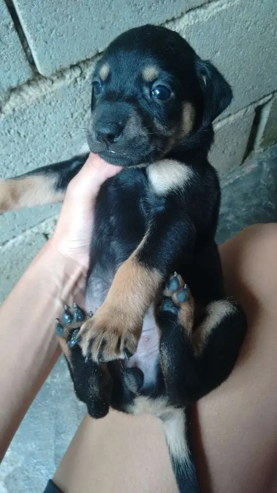 Cachorro ra a Mestiço  idade Abaixo de 2 meses nome Ainda não tem nome