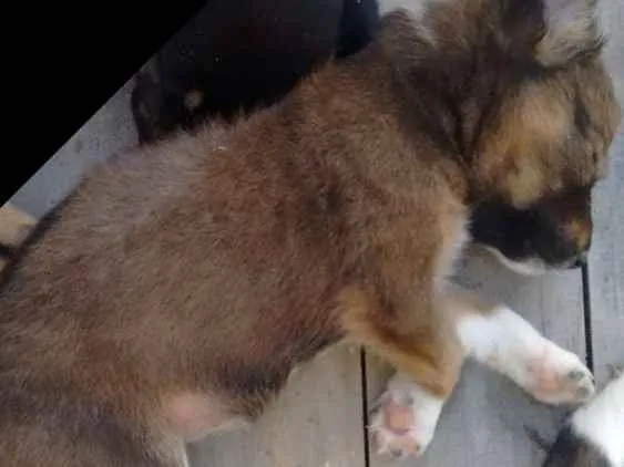 Cachorro ra a Mestiço  idade Abaixo de 2 meses nome Ainda não tem nome