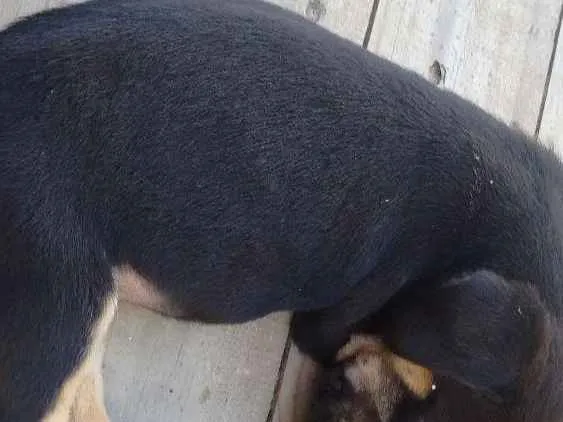 Cachorro ra a Mestiço  idade Abaixo de 2 meses nome Ainda não tem nome