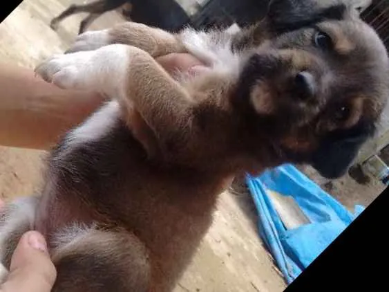 Cachorro ra a Mestiço  idade Abaixo de 2 meses nome Ainda não tem nome