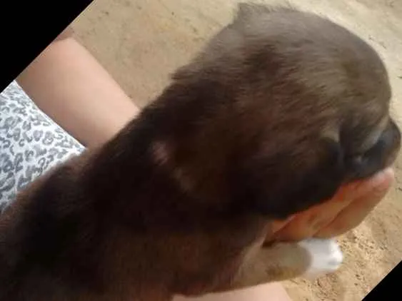 Cachorro ra a Mestiço  idade Abaixo de 2 meses nome Ainda não tem nome