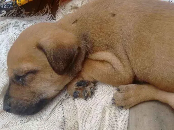 Cachorro ra a Mestiço  idade Abaixo de 2 meses nome Ainda não tem nome