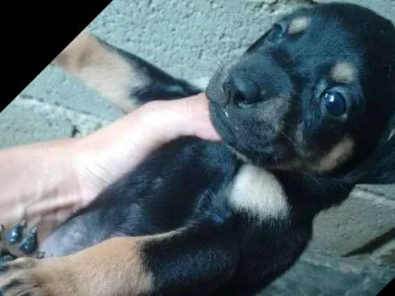 Cachorro ra a Mestiço  idade Abaixo de 2 meses nome Ainda não tem nome