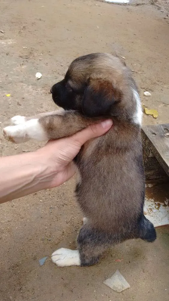 Cachorro ra a Mestiço  idade Abaixo de 2 meses nome Ainda não tem nome