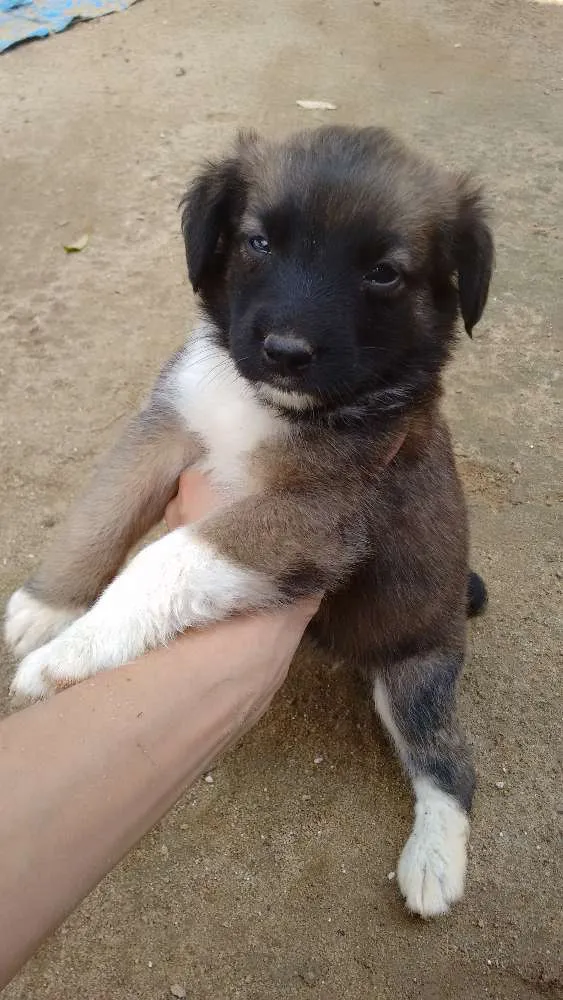 Cachorro ra a Mestiço  idade Abaixo de 2 meses nome Ainda não tem nome