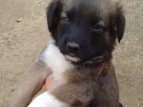 Cachorro ra a Mestiço  idade Abaixo de 2 meses nome Ainda não tem nome