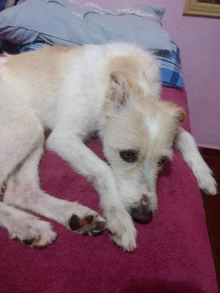 Cachorro ra a Vira Lata idade 4 anos nome Lana