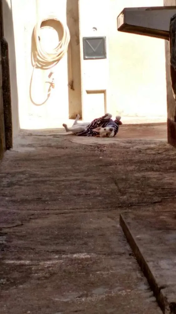 Cachorro ra a Vira Lata idade 4 anos nome Lana
