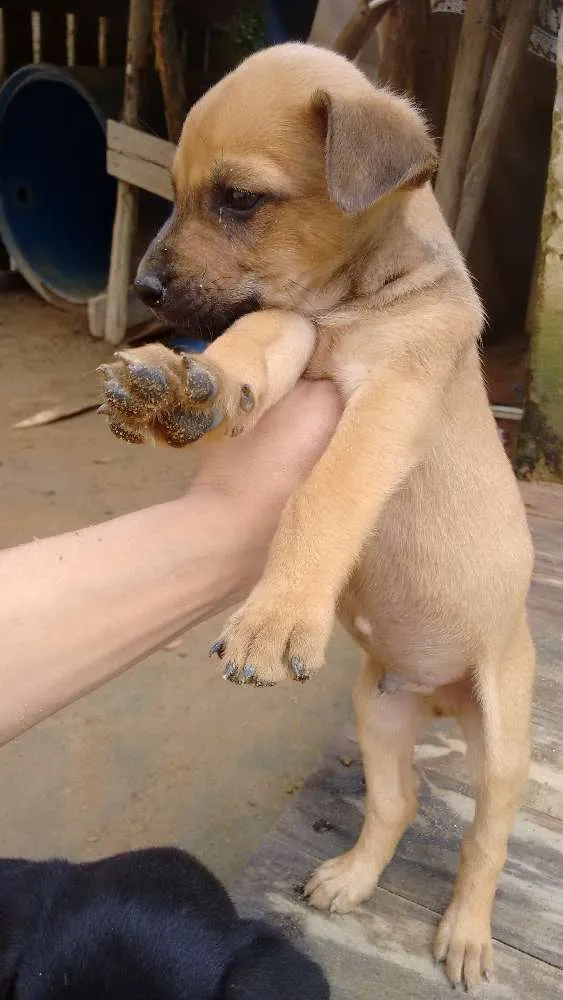 Cachorro ra a Mestiço  idade Abaixo de 2 meses nome Ainda não tem nome