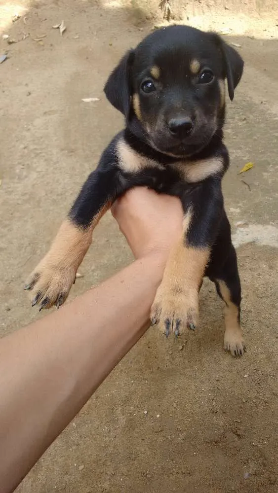 Cachorro ra a Mestiço  idade Abaixo de 2 meses nome Ainda não tem nome