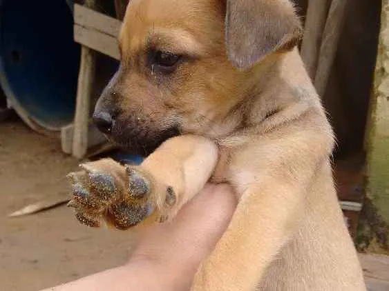 Cachorro ra a Mestiço  idade Abaixo de 2 meses nome Ainda não tem nome
