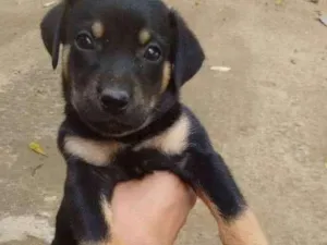 Cachorro raça Mestiço  idade Abaixo de 2 meses nome Ainda não tem nome