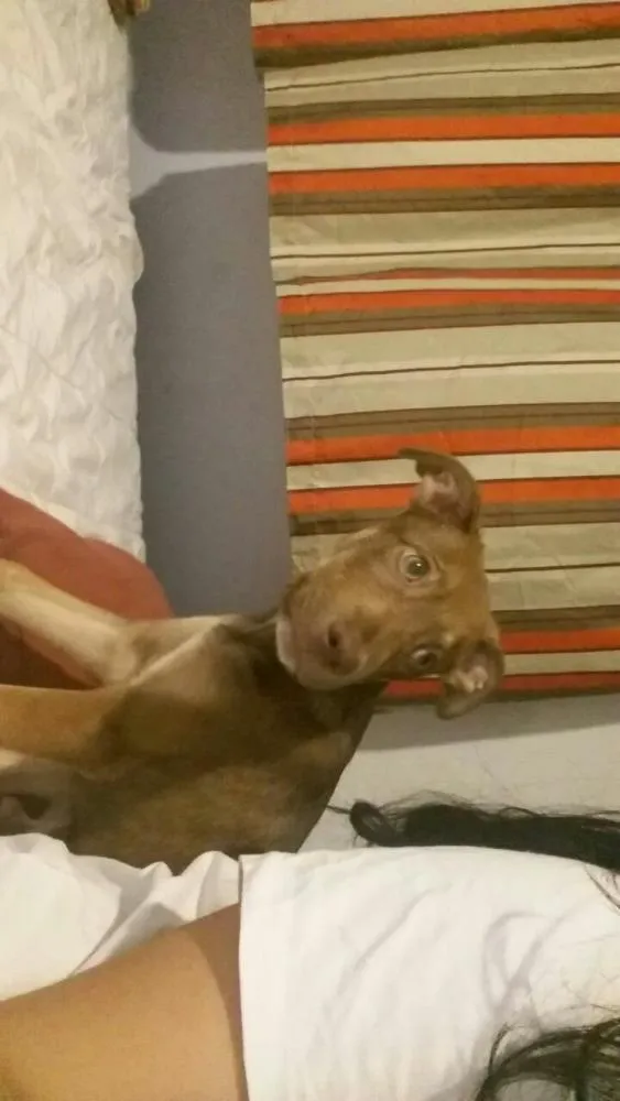 Cachorro ra a Não identificamos idade 7 a 11 meses nome Max