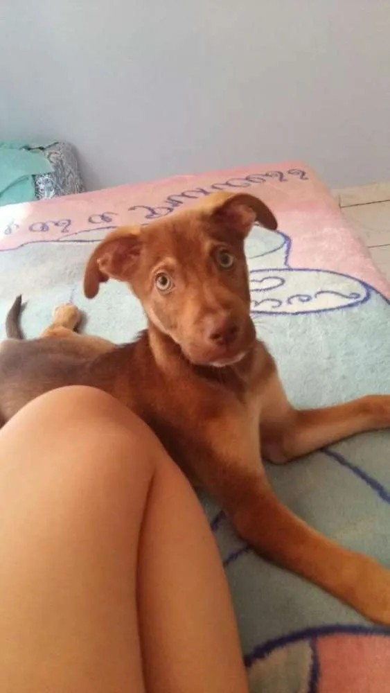 Cachorro ra a Não identificamos idade 7 a 11 meses nome Max