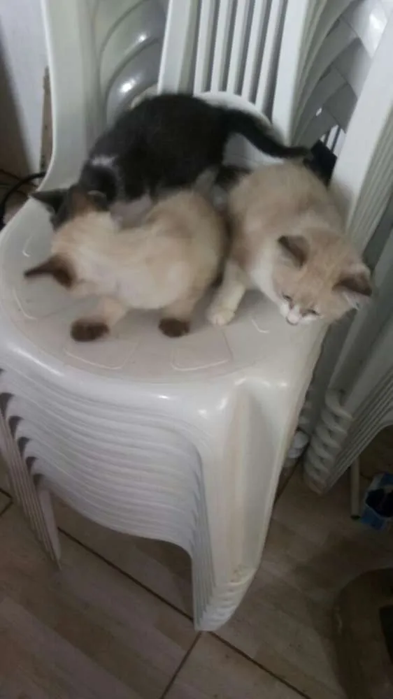 Gato ra a Angorá idade 2 anos nome 3 filhotes lindos