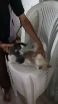 3 filhotes lindos