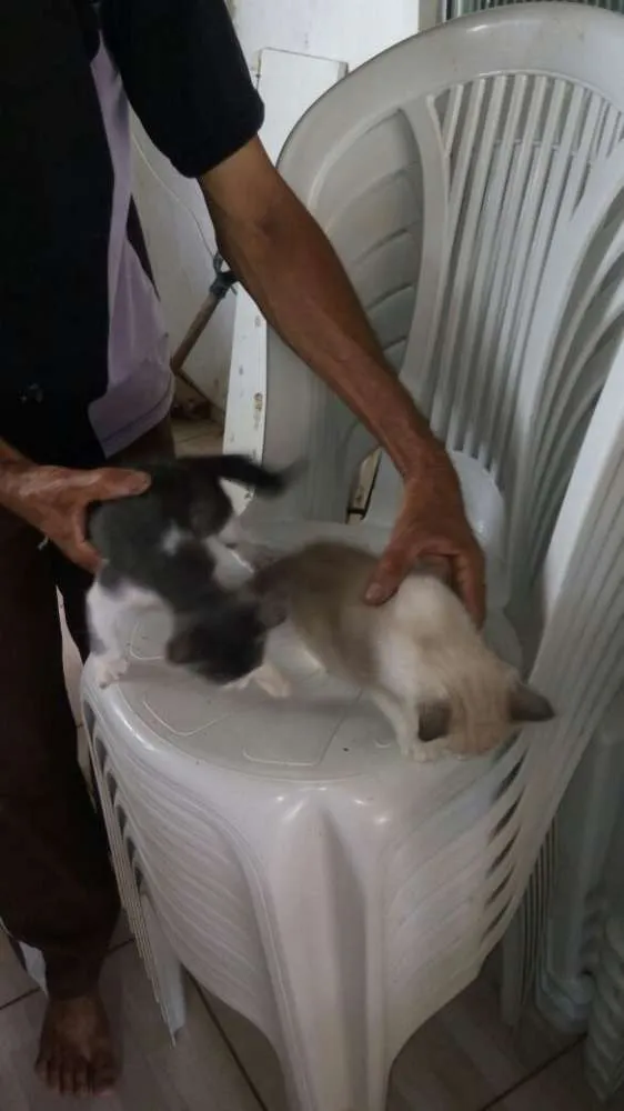 Gato ra a Angorá idade 2 anos nome 3 filhotes lindos