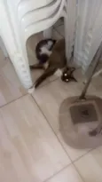 3 filhotes lindos